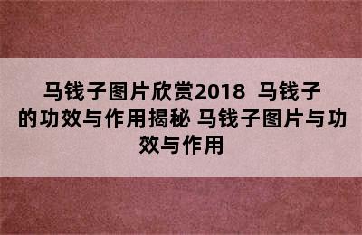 马钱子图片欣赏2018  马钱子的功效与作用揭秘 马钱子图片与功效与作用